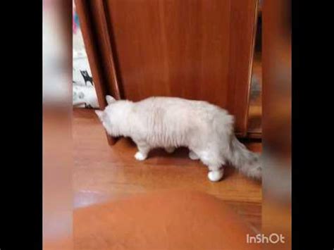 Агент Малдер, миссия выполнима! #котики#кошеня#рэгдолл#улыбнись#милота# ...