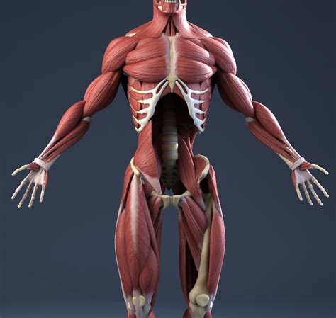 Male Anatomy(muscles,skeleton) 3D Model
