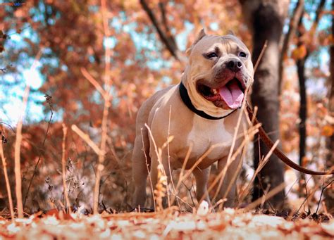 Những hình ảnh chó pitbull đẹp nhất - "Chúa tể" dòng chó chiến