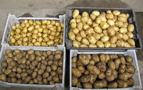 Посадочный картофель готовим с осени