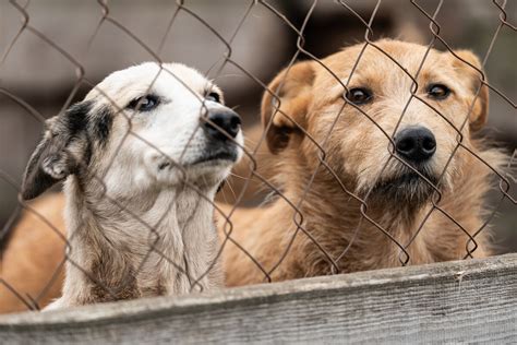 animal shelters  pennsylvania  rescue dog day