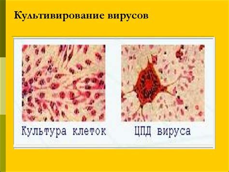Вирусы. Общая вирусология. Современные принципы классификации и ...
