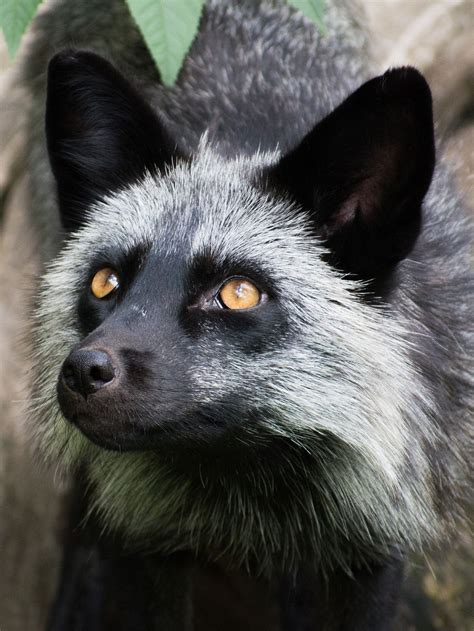 Pet Fox Pictures at Aidan Lyons blog