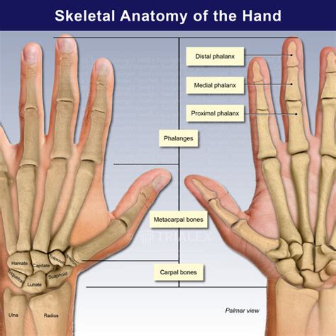 Skeletal Anatomy of the Hand - TrialExhibits Inc.