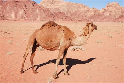 Wild Camel in the Red Desert Stock Image - Image of middleeast ...