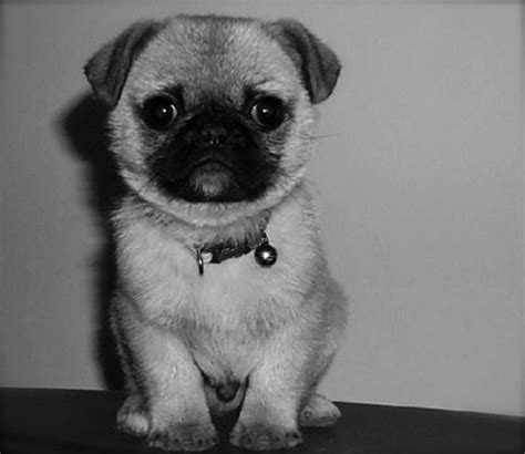 GwtB: Pug Life
