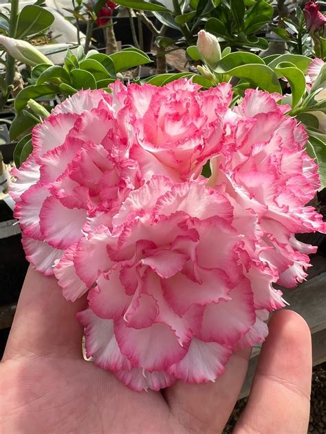 Привитый адениум Taiwan Peony: купить взрослые растения с доставкой ...