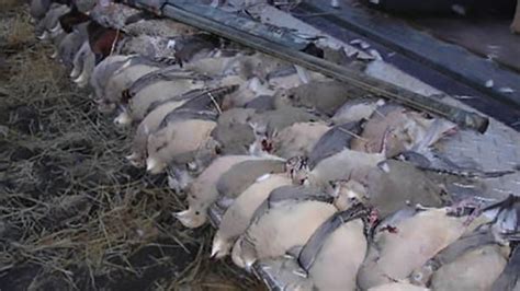 Mexico Dove Hunting