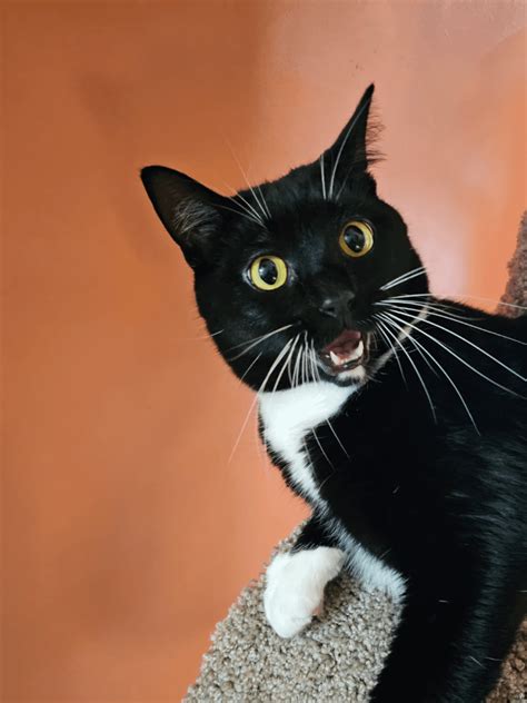 Let's see your goofy cat pics, here's Sylvester! : r/funnycats