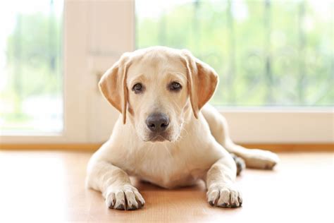 Potty Trained Dog Peeing In The House | atelier-yuwa.ciao.jp