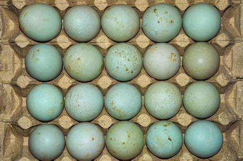 duck eggs stock  images  backgrounds
