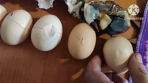 Розпаковка мінявся курині на гусині - YouTube