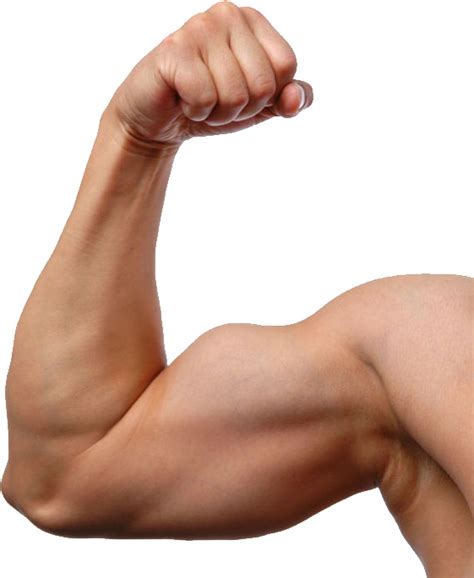 Мышцы PNG
