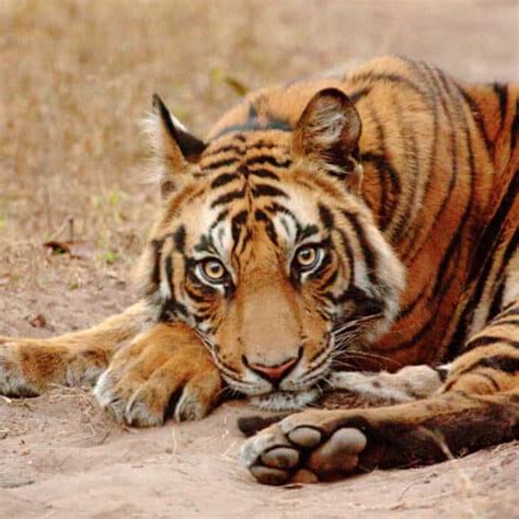 Der Tiger - Die Rückkehr des Königs? - WWF Österreich