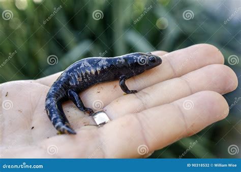 Marbled Salamander Royalty-Free Stock Photo | CartoonDealer.com #54559593