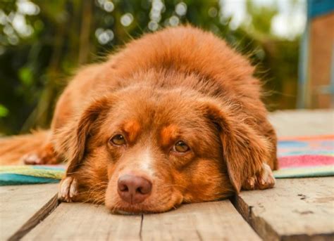 6 Things That Give Your Pet Gas | PetMD