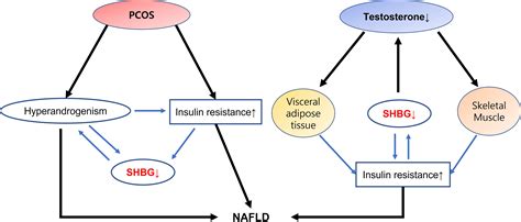 Frontiers | Androgen dysfunction in non-alcoholic fatty liver disease