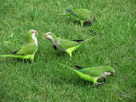 Барселонские попугаи | BirdWatch.by