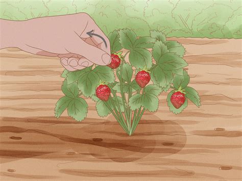 Strawberries Growing