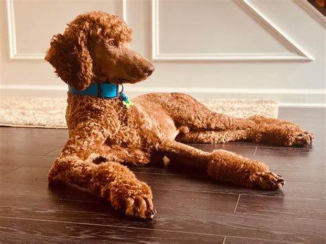 Tall:Travel:Eats - RVA FOOD GUIDE🍔 BY @talltraveleats : The 50 Best