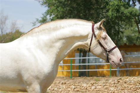 Андалузская - фотографии - equestrian.ru