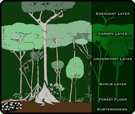 TemPerate rainforest - What is it?