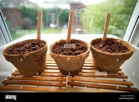 sprouting seeds  res stock photography  images alamy