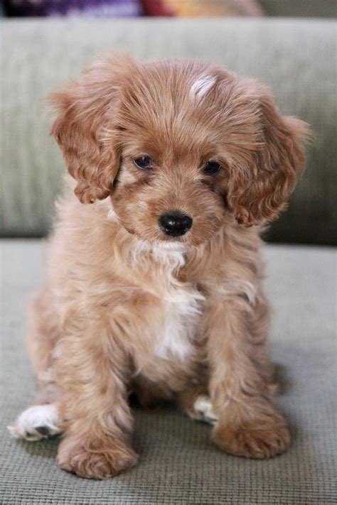 Dog trainer shares the five dog breeds he’d never own - Life - Tyla