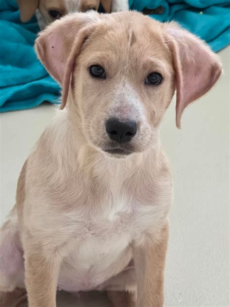 Humane Society of Jefferson County, TN | Dandridge TN