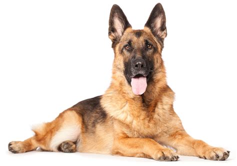 Exocrine Pancreatic Insufficiency: EPI in Dogs
