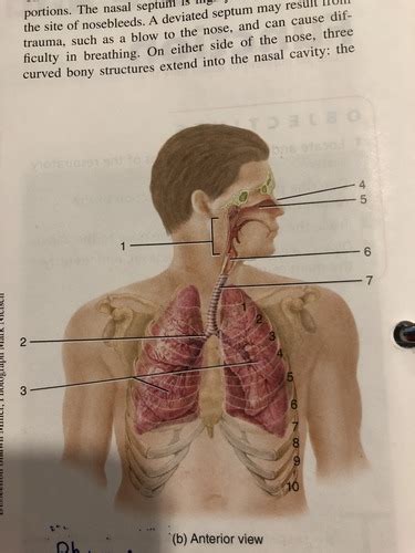 Respiratory system Flashcards | Quizlet