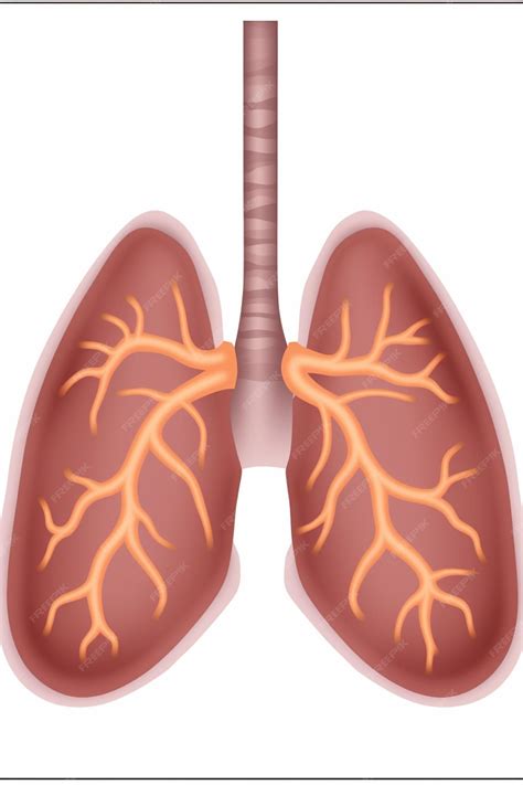 Premium AI Image | A diagram of a human lung