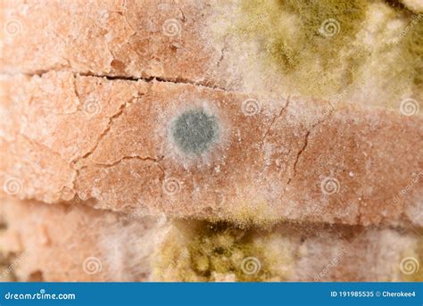 Bread Mold Stages Stock Photos - Free & Royalty-Free Stock Photos from ...