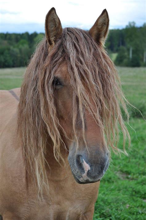 Pin by horse breeds martina fabrizi on poitevin (che al de trait ...