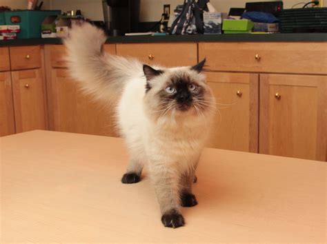 Seal Point Himalayan Cats