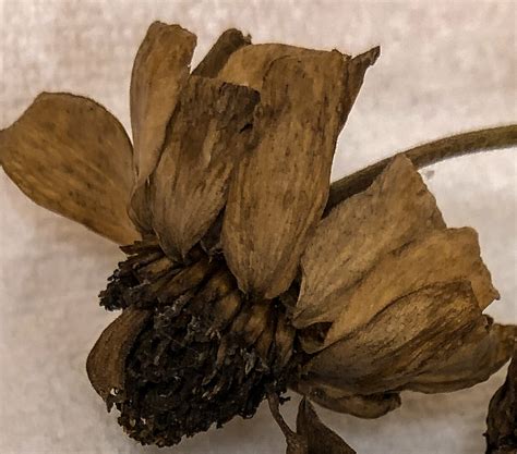 Saving Zinnia Seeds - Gardening4Joy