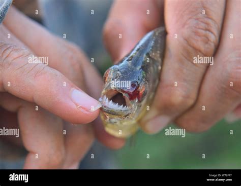 Fish with sharp teeth hi-res stock photography and images - Alamy