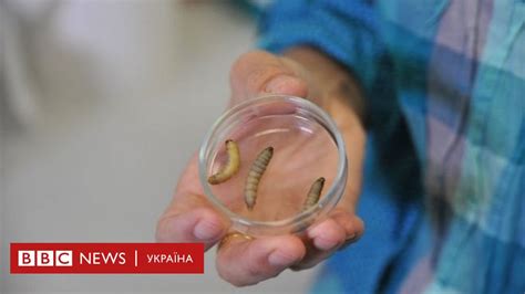 Гусінь, що "харчується" пластиком, допоможе у боротьбі зі сміттям - BBC ...