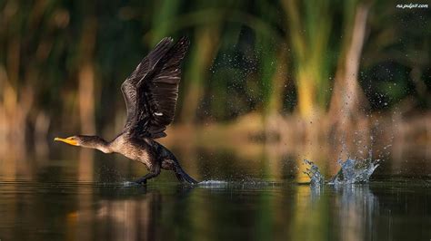 Jezioro, Kormoran