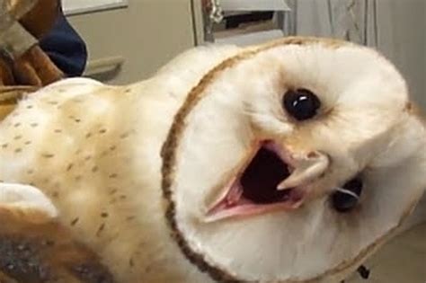 Creepy Barn Owl Gif