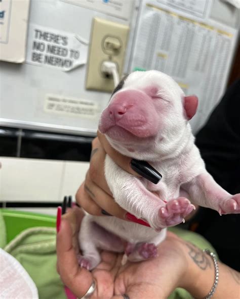 Glendale Small Animal Hospital