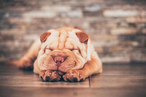 Guide to Miniature Shar Pei Puppies | LoveToKnow Pets