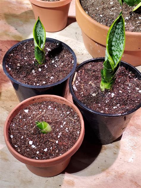 snake plant transplantpropagation day sansevieria trifasciata