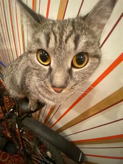 pin ot polzovatelya stsofia na doske catkat