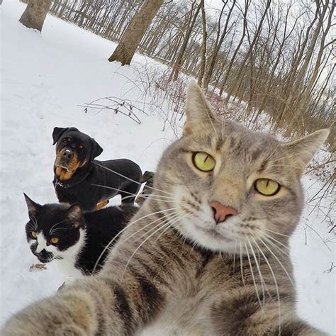 cat selfie Blank Template - Imgflip