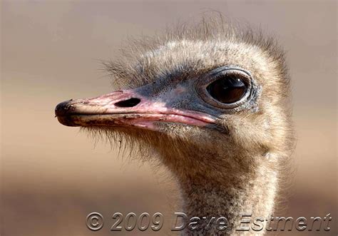 Страус (Ostrich): masterok — LiveJournal