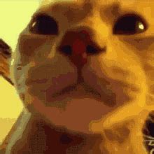 Cat Stare Cat GIF - Cat Stare Cat Stare - Discover & Share GIFs