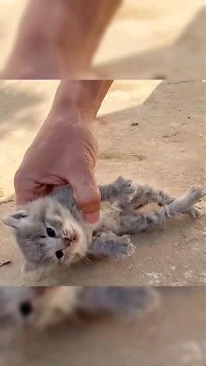 В огромную жару котёнок чуть не погиб от обезвоживания🥶 #шортс - YouTube