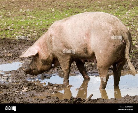 A pig sniffing around in mud at the White Post Farm Centre in ...