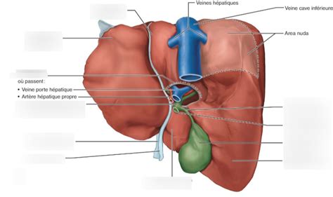 foie diagram quizlet